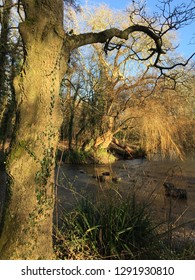 Cassiobury Park In Winter 