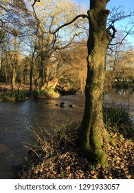 Cassiobury Park In Winter