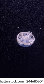A Cassiopea Ornata jellyfish upsidedown