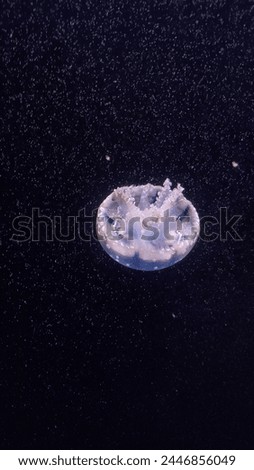 A Cassiopea Ornata jellyfish upsidedown