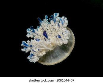 Cassiopeia andromeda - Invasive jellyfish in the mediterranean 