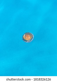 A Cassiopeia Jellyfish ( Cotylorhiza Tuberculata) Immersed In The Blue Of The Sea