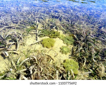 Cassiopeia Upside Down Jellyfish In Shallow Water