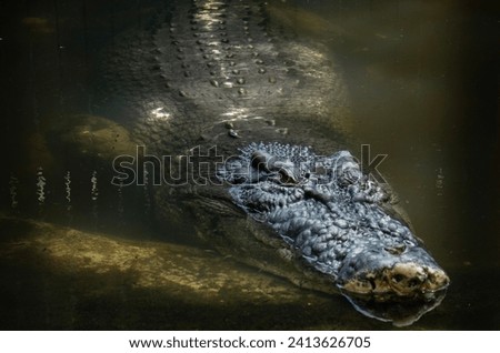 Cassius the worlds largest crocodile in captivity 