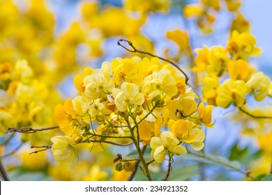 Cassod Tree, Cassia Siamea Or Siamese Senna Is Yellow Flower Which Is Edible Plant 