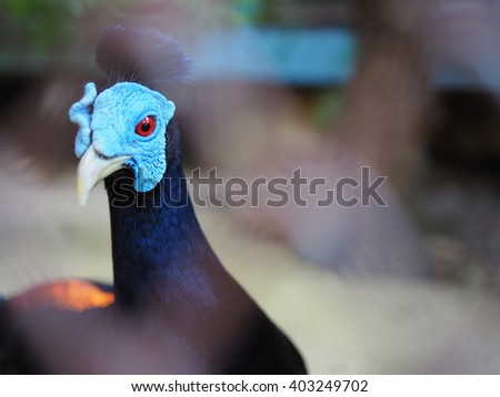 Cassowary in the cage