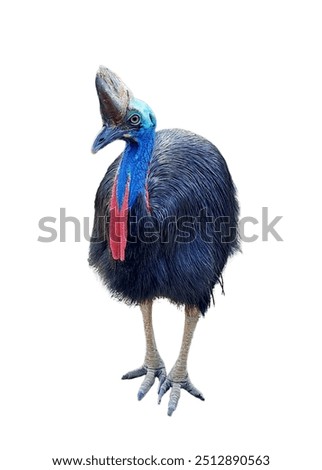 Cassowary or Casuarius isolated on white background. A bird endemic to Papua, Papua New Guinea and Australia. Birds that have flat breastbones and cannot fly. 