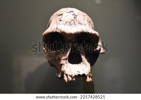 Cast of fossilized early ancient man skull. Homo-habilis (