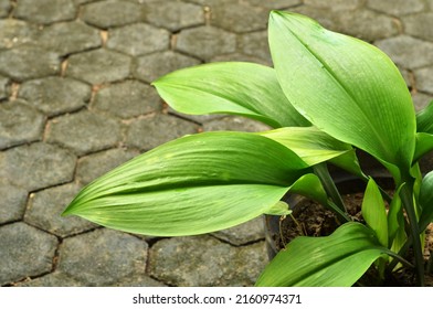 The Cast Iron Plant (Aspidistra elatior) belongs to that category of evergreen ornamental plants. Selective focus