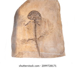 A Cast Of The Skeleton Of The Karaurus Sharovi Salamander Of The Jurassic Period Is Gray In Isolation On A White Background. Paleontology Is The History Of The Development Of The Earth.