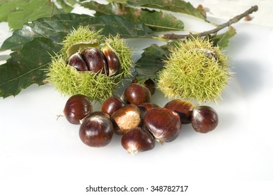 Castanea; Sativa; Chestnuts