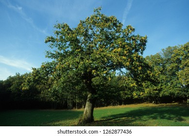 Castanea Sativa / European Chestnut 