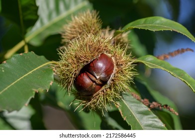 Castanea Sativa Ripening Tasty Edible Fruits In Spiny Cupules, Edible Hidden Seed Nuts Hanging On Tree Branches, Green Leaves