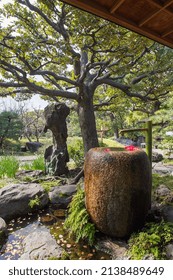 Castanopsis Tree Of The Beech Family And  Bizarre STONE For Garden  And Castosis Treet Of Beech Family  -  . Garden   Founded In 19th Century   In Tokyo By
 By Iwasaki Yataro  In 19th Century