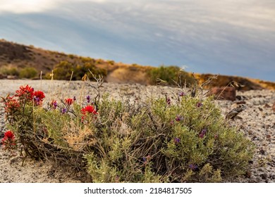 Castilleja Angustifolia And Salvia Dorrii