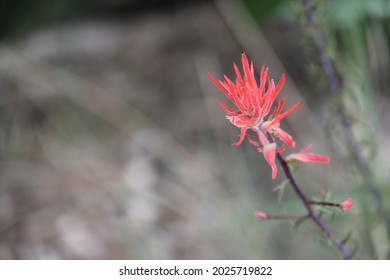 Castilleja Isolated Near Desert Blurred Background. Known As Indian Brush Or Prairie Fire. Plantae, Tracheophytes, Angiosperms, Eudicots, Asterids, Lamiales, Orobanchaceae, Castilleja.