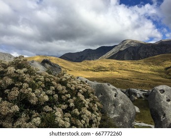 Castle Hill. NZ