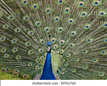 Castle Howard Peacock