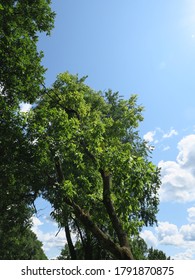 Castle Rock State Park In Summer