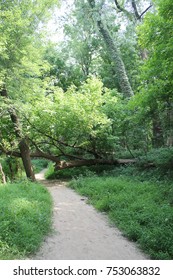 Castlewood State Park, Saint Louis County, Missouri. Trail With Fallen Tree Across Path.