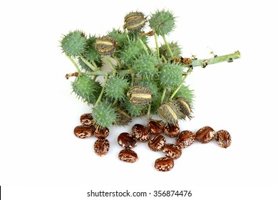 Castor Castor Bean Castor Oil Plant Stock Photo 356874476 | Shutterstock