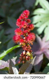 Castor Bean Plant 