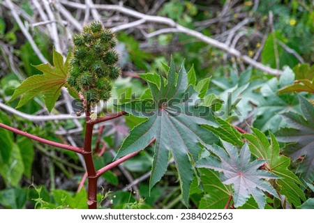 Castor bean plant, ricinus communis, Mauritius. Castor bean is an evergreen herbaceous shrub or small tree. The oil-rich seeds contain the poison ricin