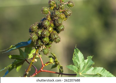 Castor Bean Plants