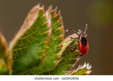 21,591 Ticks animal Images, Stock Photos & Vectors | Shutterstock