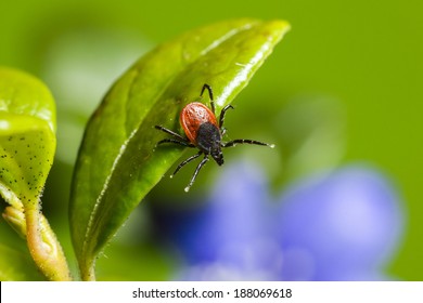 The Castor Bean Tick, (Ixodes Ricinus)