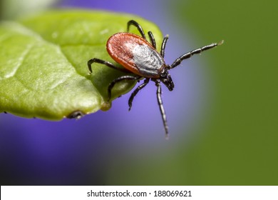 The Castor Bean Tick, (Ixodes Ricinus)