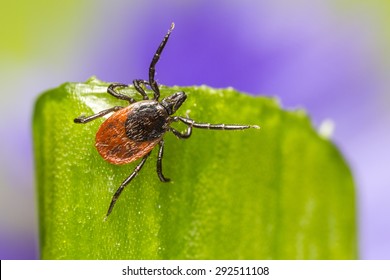 The Castor Bean Tick (Ixodes Ricinus)