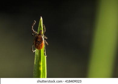 The Castor Bean Tick, (Ixodes Ricinus)