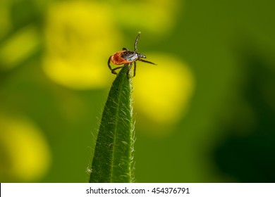 The Castor Bean Tick, (Ixodes Ricinus)