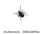 Castor bean tick (male) isolated on white background