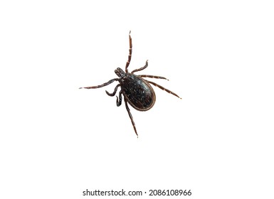 Castor bean tick (male) isolated on white background