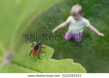 Castor bean tick over child playing in green grass. Ixodes ricinus. Closeup of parasitic mite hidden on nature leaf near blur small girl sitting on meadow or garden. Encephalitis or Lyme disease risk.
