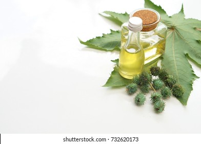 Castor Oil With Castor