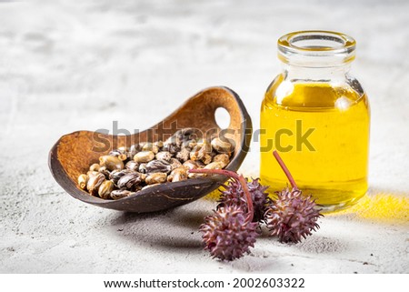 Castor oil, fruits and seeds - Ricinus communis