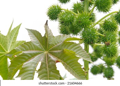 Castor Oil Plant