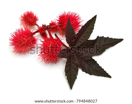 Castor oil plant, fruit Ricinus communis isolated on white background. Flat lay, top view