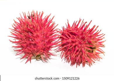 Castor Oil Plant On White Background