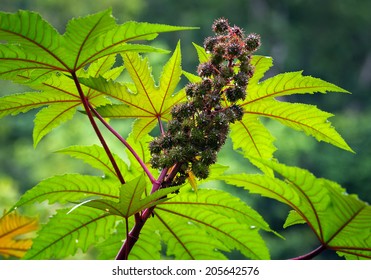 Castor Oil Plant, Ricinus Communis.