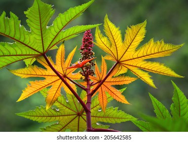 Castor Oil Plant, Ricinus Communis.