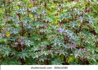 Castor Oil Plant, Ricinus Communis.