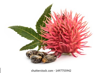 Castor Oil Plant And Seeds On White Background