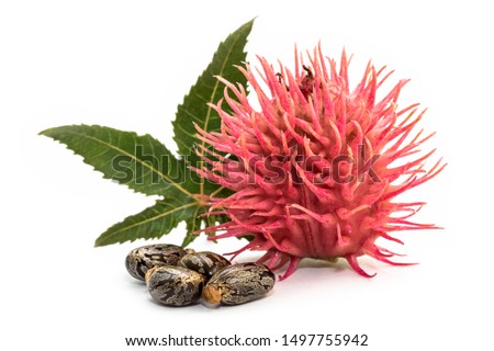 Castor oil plant and seeds on white background