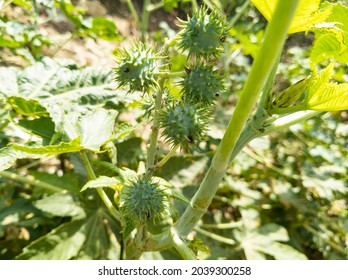 Castor Oil Plant, Vegetal From Where Extracts The Known Laxative Castor Oil, Used To Produce Biodiesel