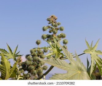 Castor Plants Green Leaves And Beautiful Castor Oil Plants Raw Fruits Oil Of Raw Materials Used In The Production Of Biofuel 