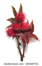 Castor; Ricinus Communis